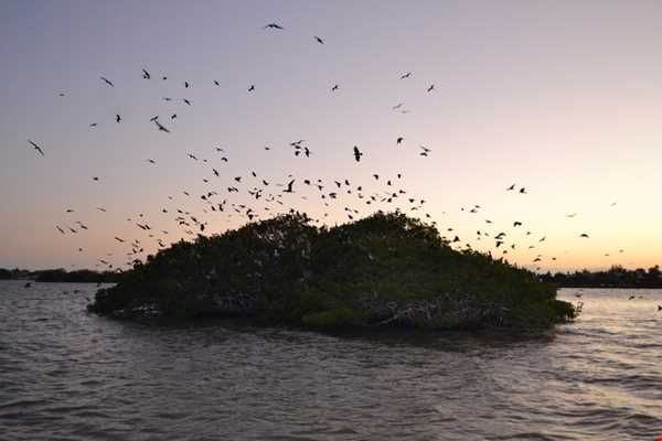 جزیره پرندگان