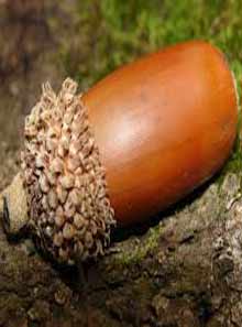 Chestnut