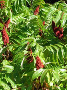 Sumac