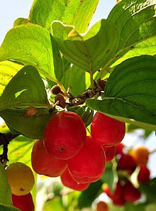 Kalibar blueberry