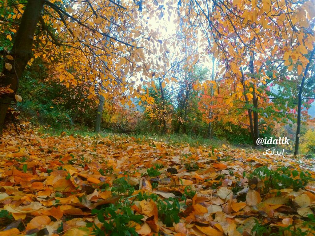 Image result for ‫مناطق زیبای ایدلیک شالیزارها‬‎