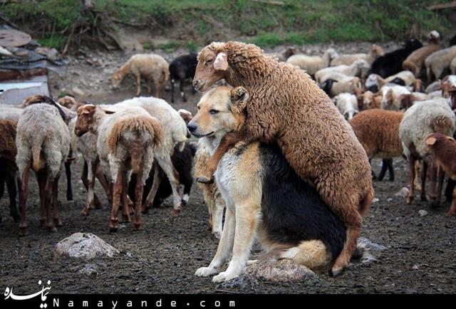 آداب گوسفندان در نصر آباد تفت 1
