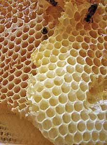 Honey and cream