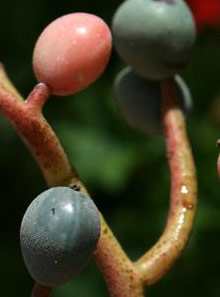 Pistacia atlantica