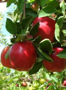 Zenoz Apple