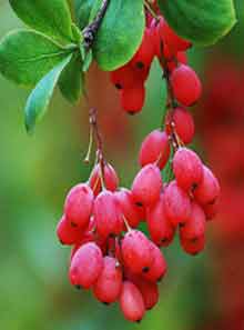 Berberis