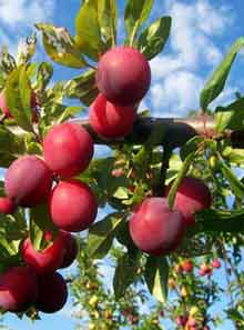 Plum