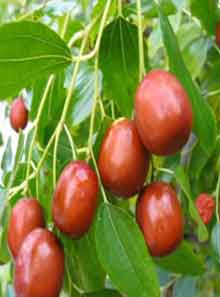 Sea-buckthorn