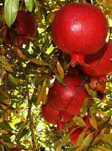 Pomegranate