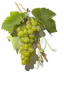 Grapes