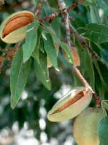Almonds