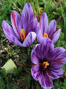 Saffron