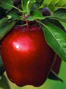 Shemiran's apple