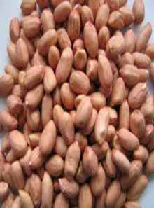 Astane Ashrafieh's peanut