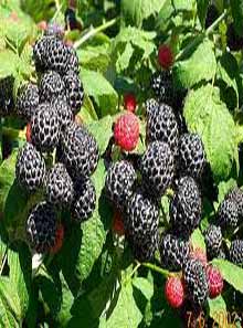 Blackberry