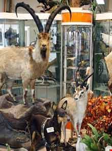 Iran Wildlife and Nature Museum ( Darabad )