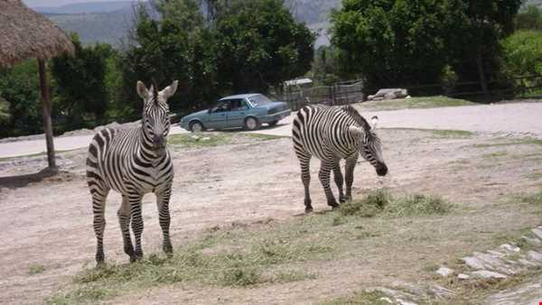 «سافاری» اولین پارک حیات وحش شبانه در جهان