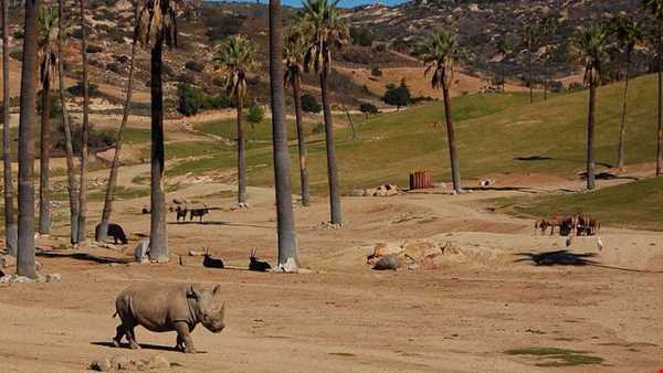 «سافاری» اولین پارک حیات وحش شبانه در جهان
