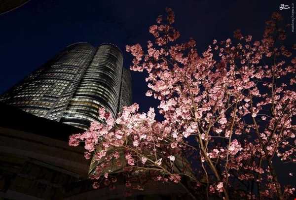 شب‌های بهاری توکیو
