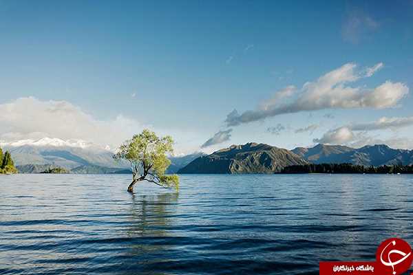 تنهاترین درخت نیوزیلند