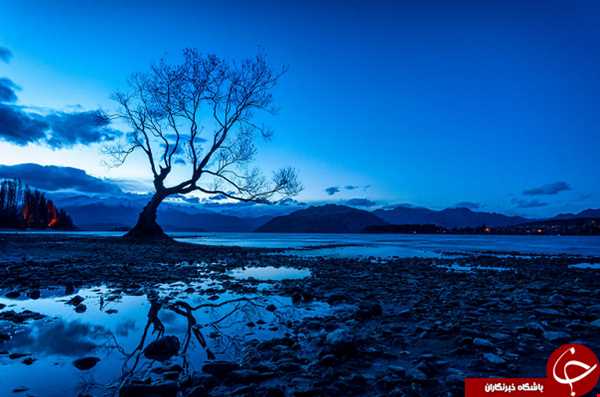 تنهاترین درخت نیوزیلند