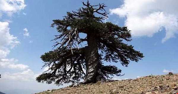 پیرترین درخت اروپا در یونان