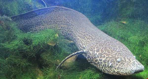 ماهی ای که می‌تواند بیش از ۴ سال را بدون آب و غذا در زیر خاک زنده بمانند