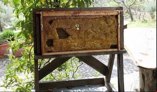 موزه زنبورهای عسل