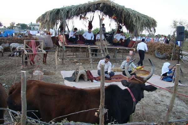 جشنواره انار اشرف در بهشهر