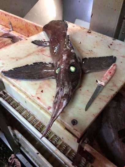 کشف ماهی مرموز در یکی از جزایر کانادا