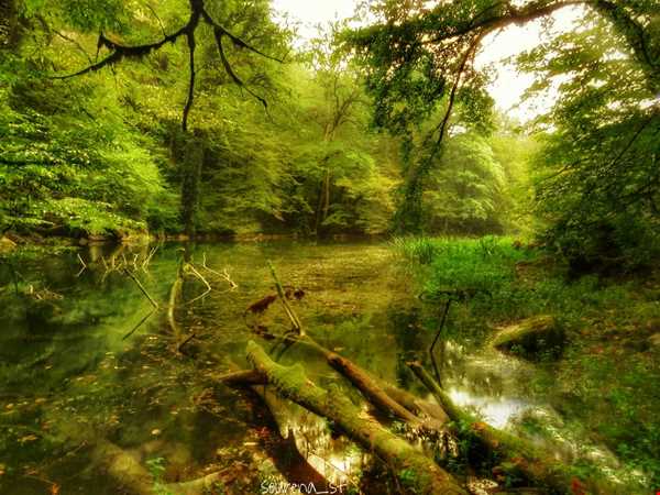 جاده و دریاچه ای در دل جنگل