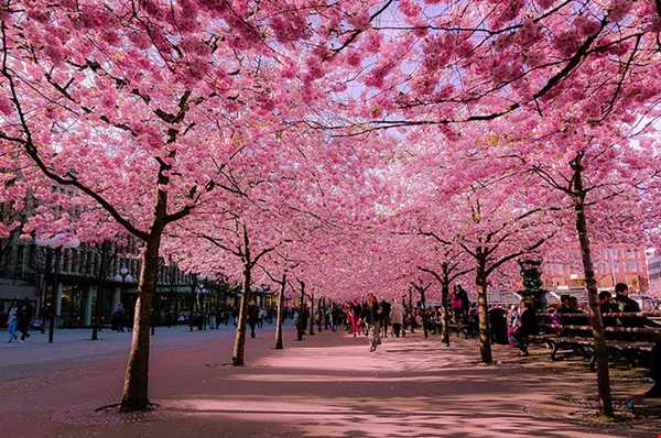 جشنواره‌ی شکوفه‌های گیلاس