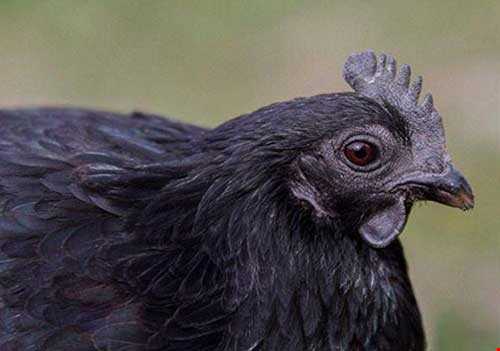 مرغ‌های بسیار عجیب با گوشت‌های سیاه