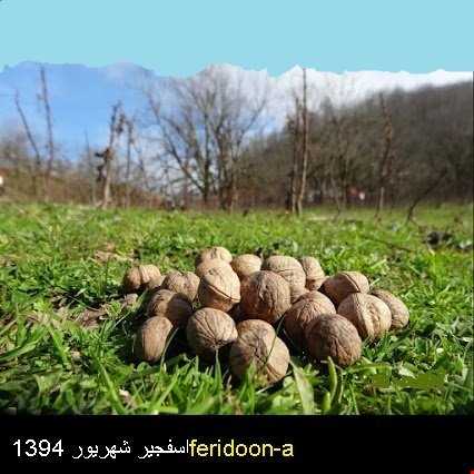 شهریور در اسفجیر فصل جمع اوری گردو با کیفیت بالا به علت مرغوبیت خاک واب کوهستان در این منطقه