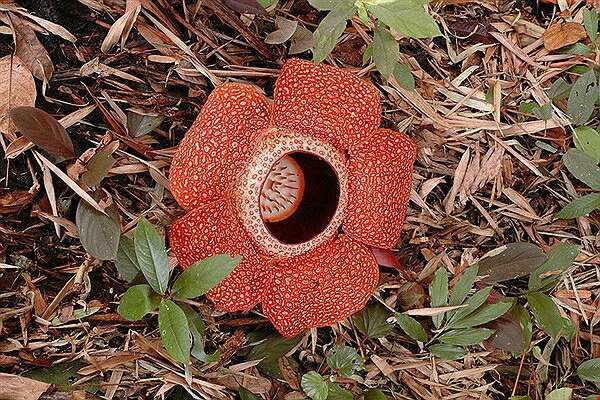 کشف کوچک‌ترین گل از گونه گیاهان غول‌پیکر