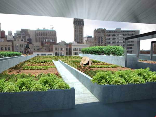 کشاورزی مدرن بر روی پشت بام