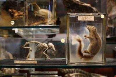 عجیب‌ترین موزه جانور شناسی دنیا