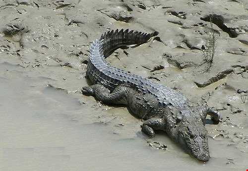 رودخانه باهوکلات زیستگاه تمساح مردابی