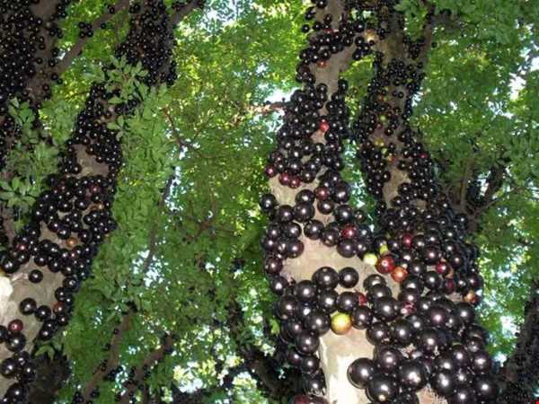 عجیب‌ترین میوه‌های جهان،انگور برزیلی