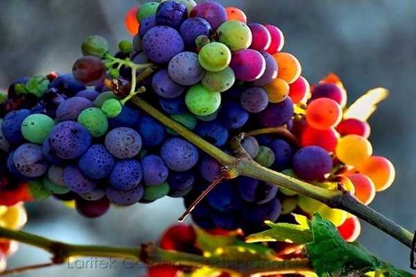 انگورهای رنگین کمانی، واقعیت یا فتوشاپ