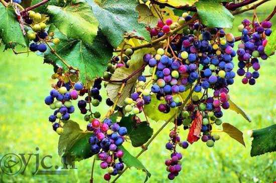 انگورهای رنگین کمانی، واقعیت یا فتوشاپ