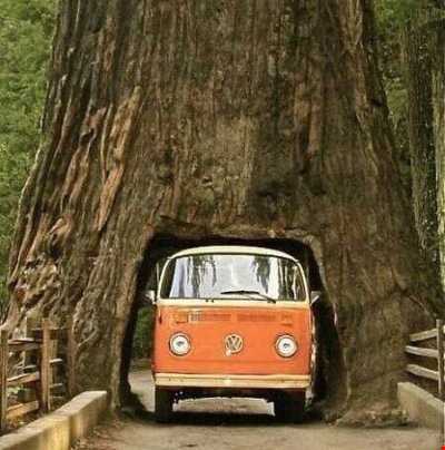 تونل درختی کالیفرنیا