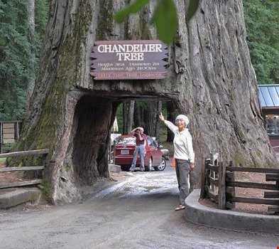 تونل درختی کالیفرنیا