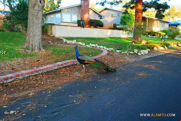 شهری که “طاووس” پرنده خیابانیش است!