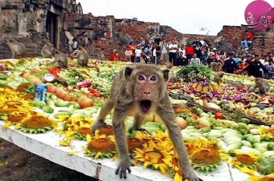 جشنواره عجیب «بوفه میمون ها» در تایلند
