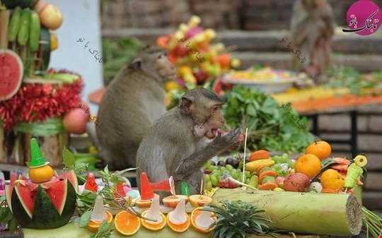 جشنواره عجیب «بوفه میمون ها» در تایلند