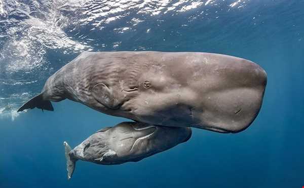 عادات روزانه عجیب و شگفت‌انگیز نهنگ‌ها