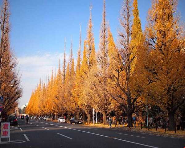 خیابانی پر از درختان جینگو