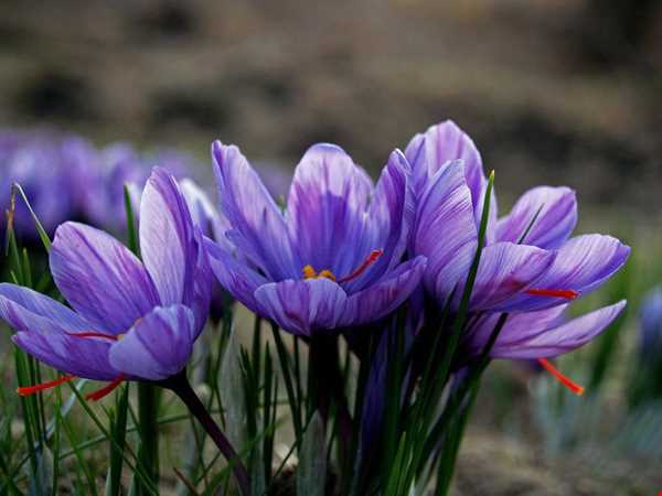 «گل زعفران» نماد روز جهانی گردشگری در ایران
