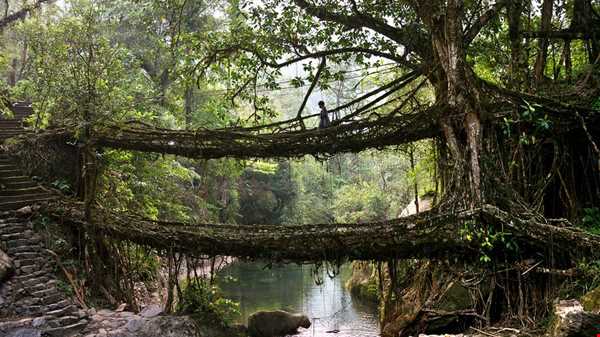 درختان عجیبی که از ریشه‌ی خود پل میسازند